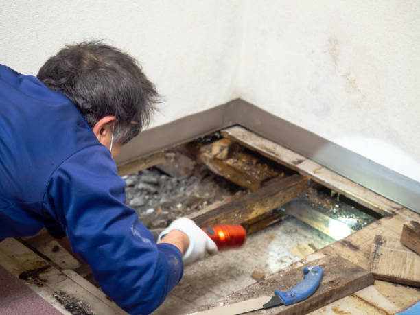 Best Basement Mold Remediation in Palm Desert, CA