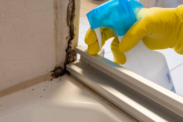 Best Crawl Space Mold Remediation in Palm Desert, CA