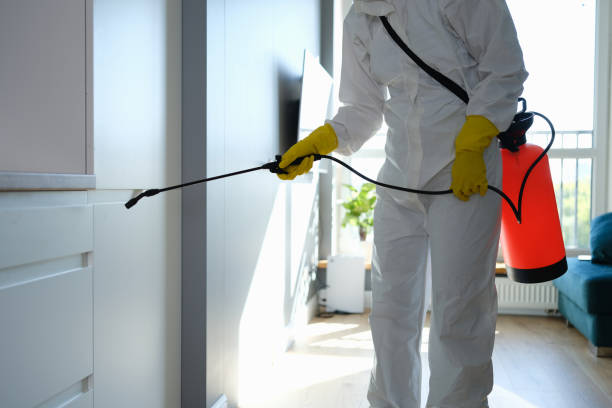 Best Black Mold Remediation in Palm Desert, CA