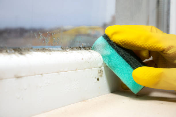 Best Attic Mold Remediation in Palm Desert, CA
