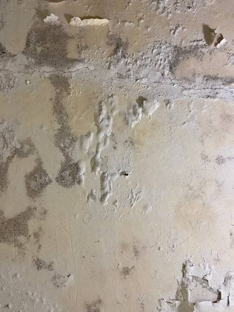 Reliable Palm Desert, CA Mold Remediation Solutions