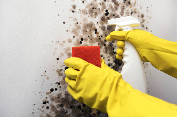 Best Post-Flood Mold Remediation in Palm Desert, CA