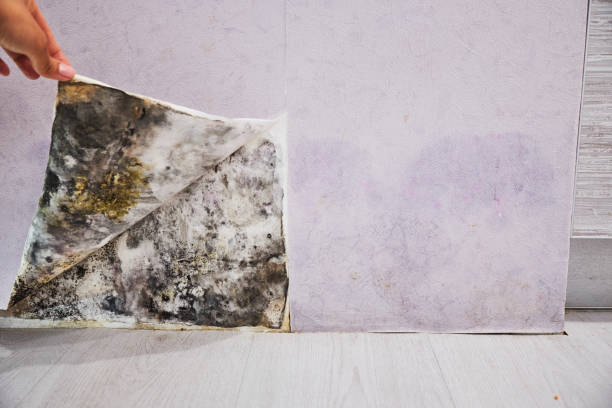 Best Emergency Mold Remediation in Palm Desert, CA